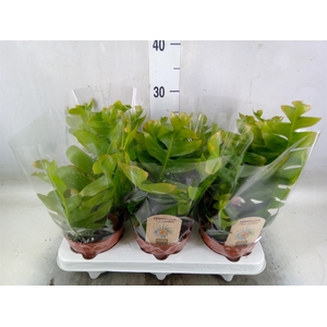 Epiphyllum   ...