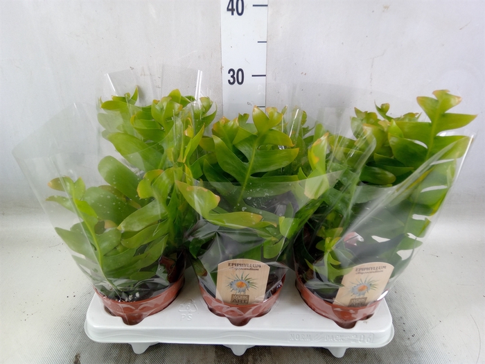 <h4>Epiphyllum   ...</h4>