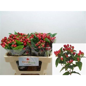 Hyp Mag Triumph Xtra