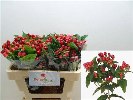 <h4>Hyp Mag Triumph</h4>