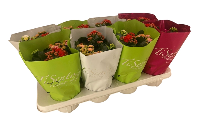 <h4>KAL GE GEM 3 KL</h4>