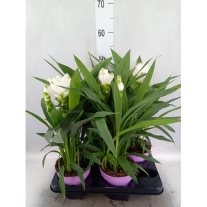 Curcuma alism. 'Siam Sisto'