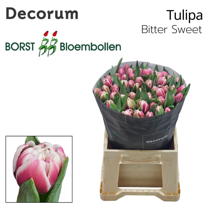 <h4>TU DU Bitter Sweet</h4>