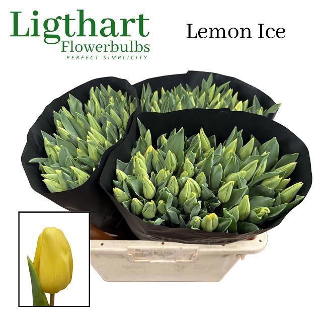 <h4>TU EN LEMON ICE</h4>