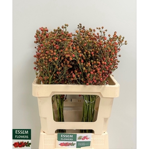 ROSA PLENTY