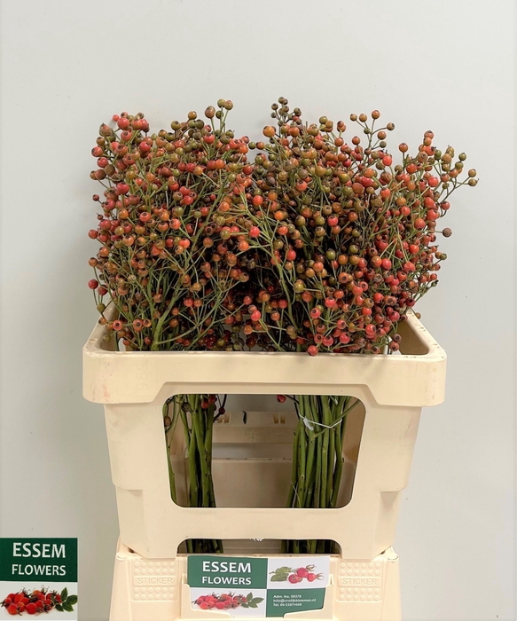 <h4>ROSA PLENTY</h4>