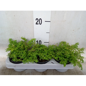 Planten   ... L%