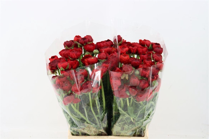 <h4>Ran Elegance Red</h4>