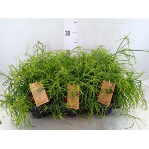 Rhipsalis baccifera 'Oasis'