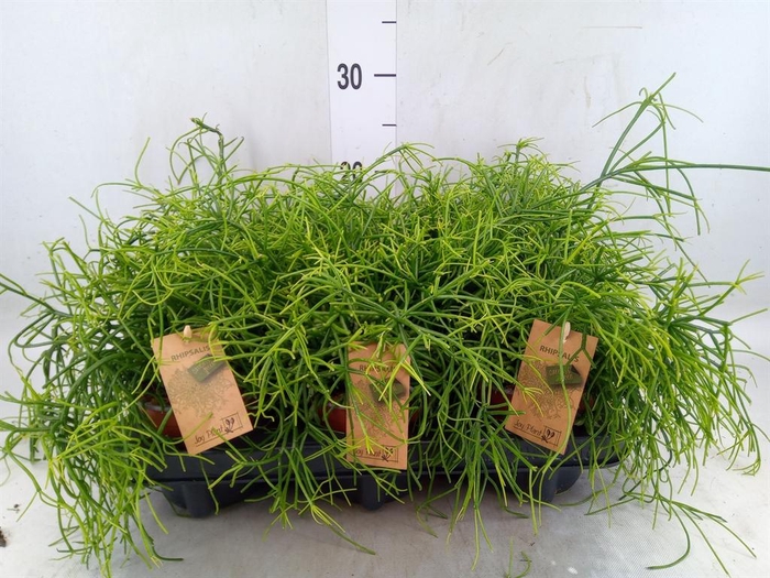 <h4>Rhipsalis baccifera 'Oasis'</h4>