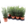 Euonymus Microphyllus Albovariegatu