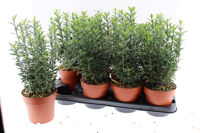 Euonymus Microphyllus Albovariegatu
