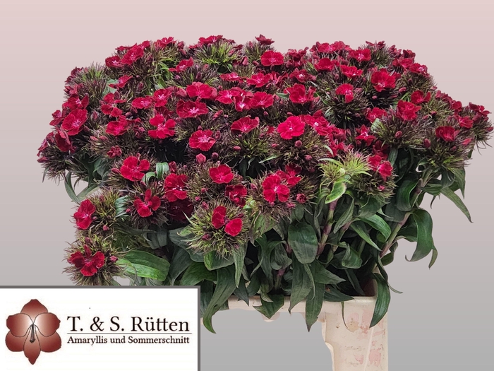 <h4>DI BARB B DIEP ROOD</h4>