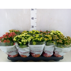 Kalanchoe blos. 'RoyalDon'   ..mix