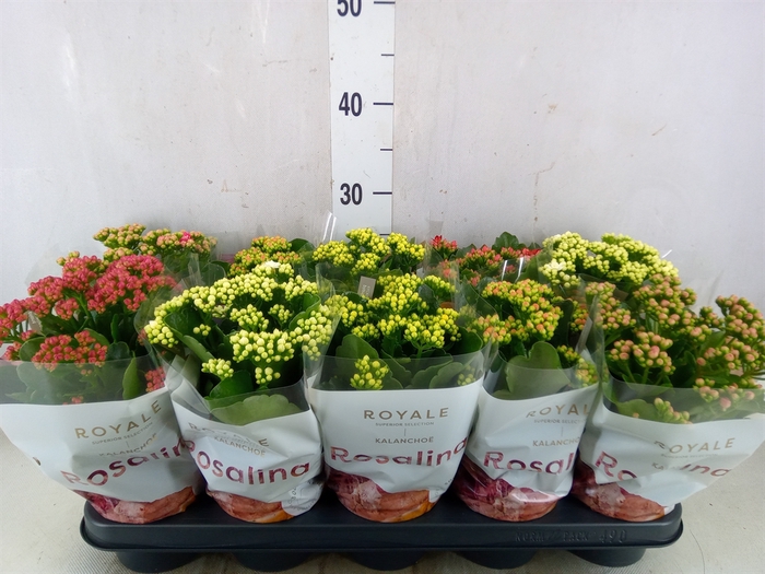 <h4>Kalanchoe blos. 'RoyalDon'   ..mix</h4>