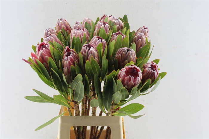 <h4>Protea Pink Ice</h4>