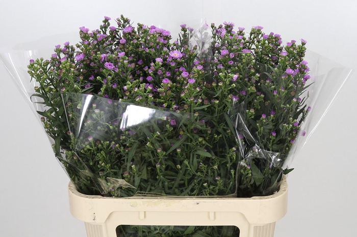<h4>Aster Painted Lady</h4>