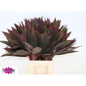 DECOGROEN GROOT BLAD