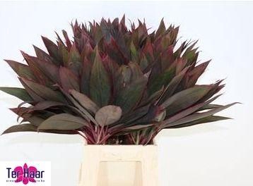 <h4>DECOGROEN GROOT BLAD</h4>