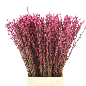 SALIX  SN FLA KLB H%