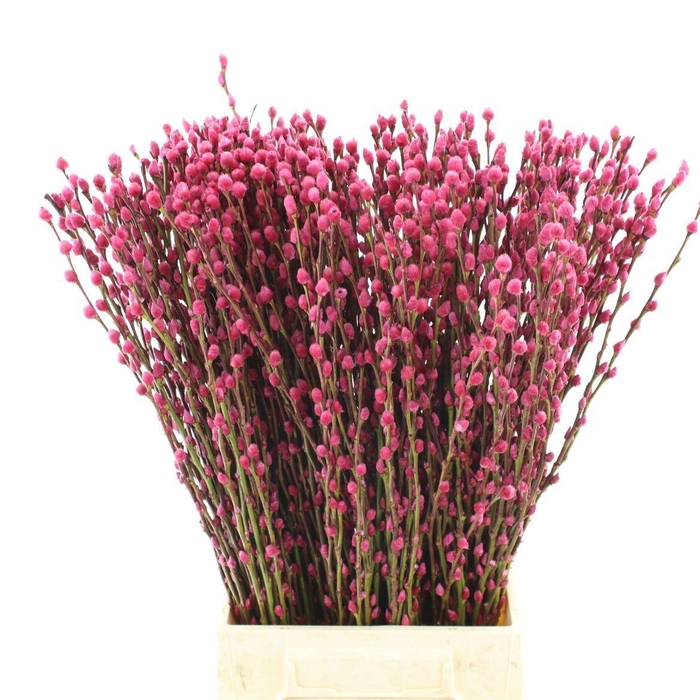 <h4>SALIX  SN FLA KLB H%</h4>