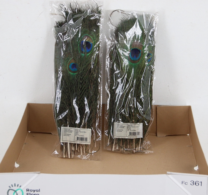 <h4>PAUWENVEREN H%</h4>