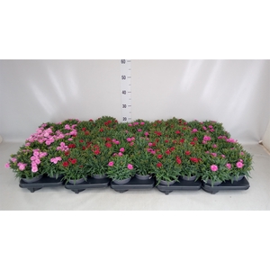 Dianthus car. 'Peman'