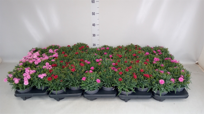 <h4>Dianthus car. 'Peman'</h4>