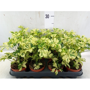 Schefflera arbor. 'Janine'