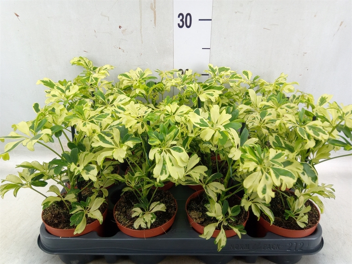 <h4>Schefflera arbor. 'Janine'</h4>