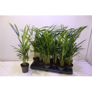 arr8 Dypsis Lutescens
