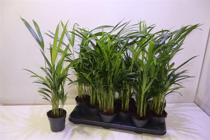 <h4>arr8 Dypsis Lutescens</h4>