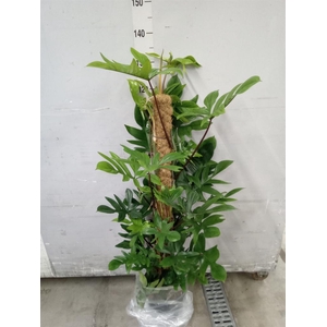 Philodendron pedatum