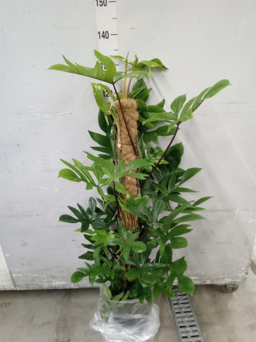 <h4>Philodendron pedatum</h4>