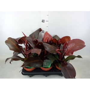 Philodendron  'Sunlight'
