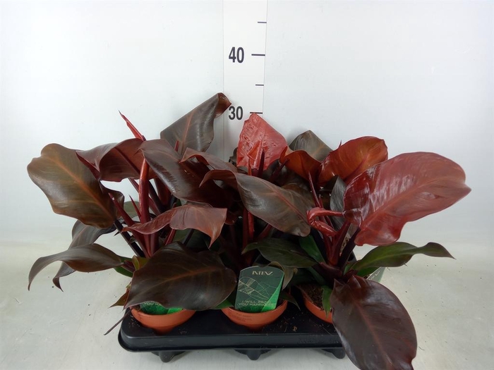 <h4>Philodendron  'Sunlight'</h4>