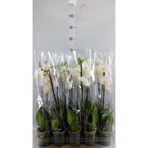 Phalaenopsis   ...white