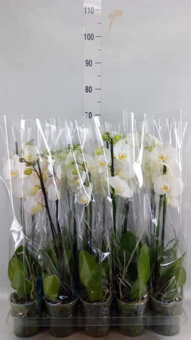 <h4>Phalaenopsis   ...white</h4>