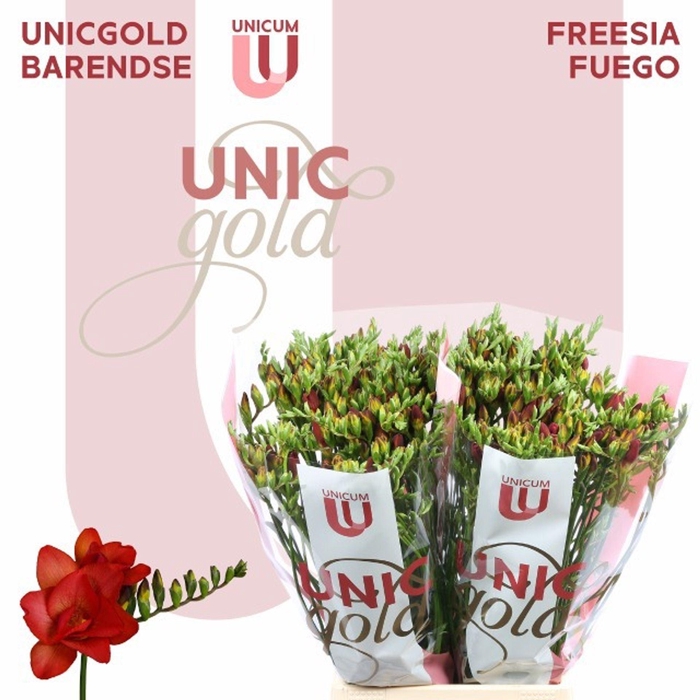 <h4>Freesia du Fuego</h4>