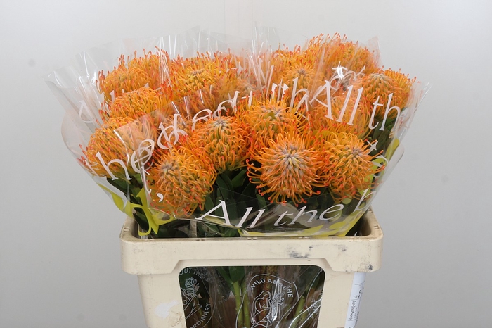 Nutans Ayoba Sun