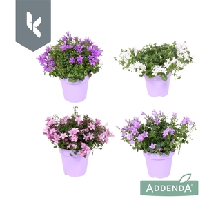 Campanula Addenda Mix in de tray, minimaal 3 kleuren. In Ton Sur Ton.