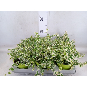 Ficus pumila 'Belle Sunny'