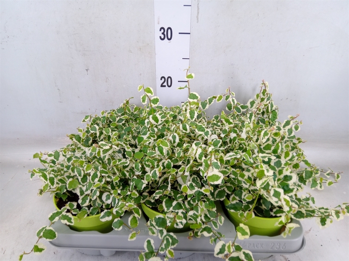 <h4>Ficus pumila 'Belle Sunny'</h4>
