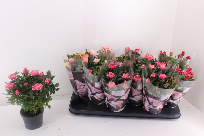 <h4>RO VICTORY GEM</h4>