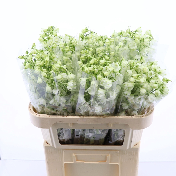 <h4>Delphinium Single Magical Bianca</h4>