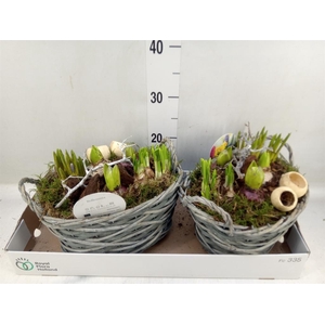 Arr.   Bol/Knolgewas L%