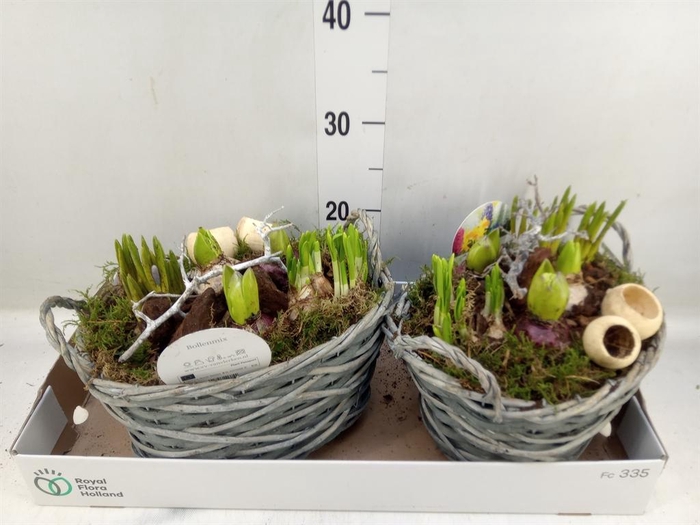 <h4>Arr. Bol/Knolgewas L%</h4>