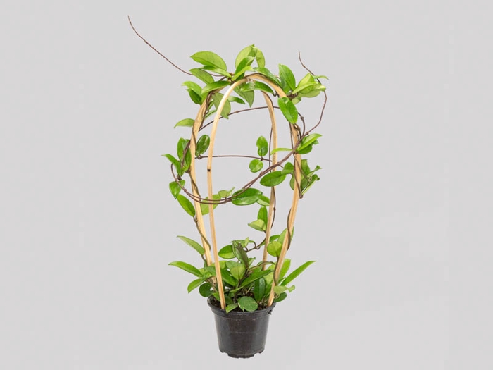 <h4>HOYA CARNOSA P14 SEM FLOR</h4>