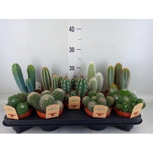 Cactus   ...mix
