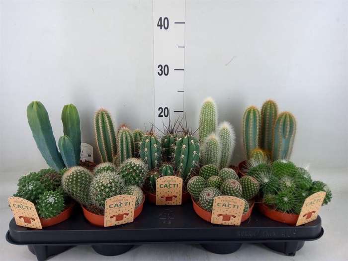 <h4>Cactus   ...mix</h4>